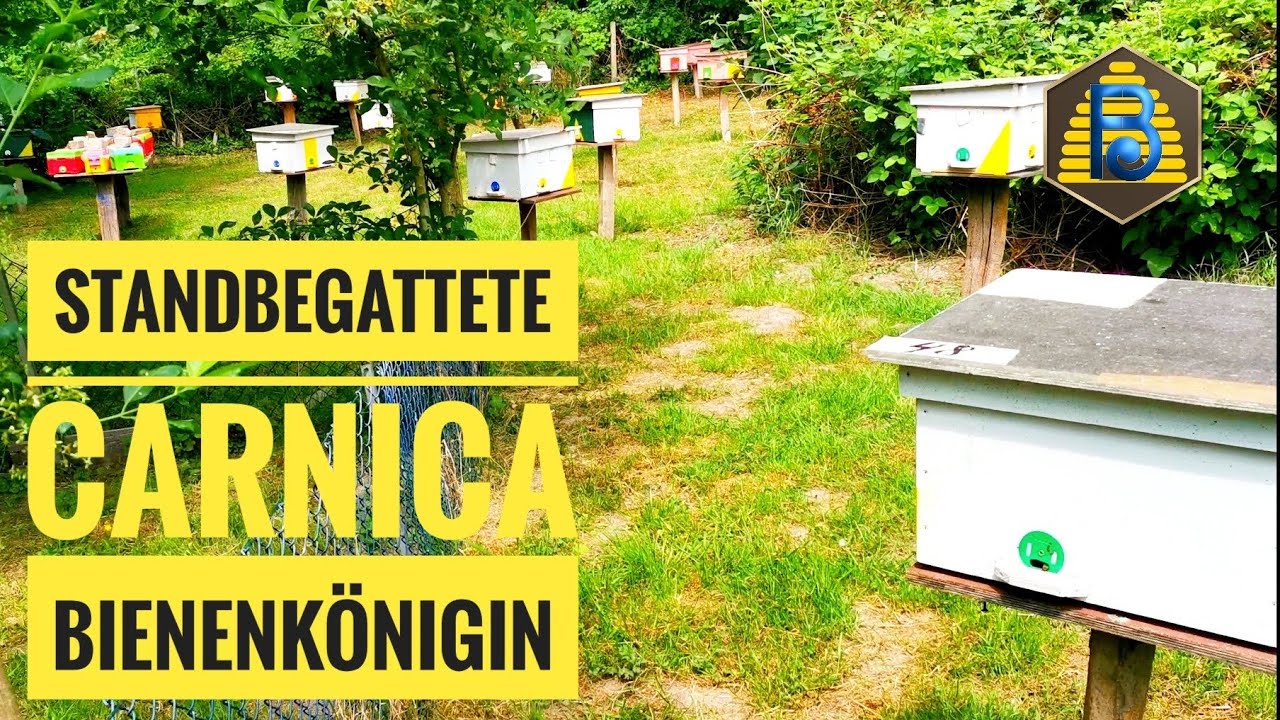 Wie wir #Carnica #Bienenköniginnen F1 sammeln, markieren und versenden | #Bienendom