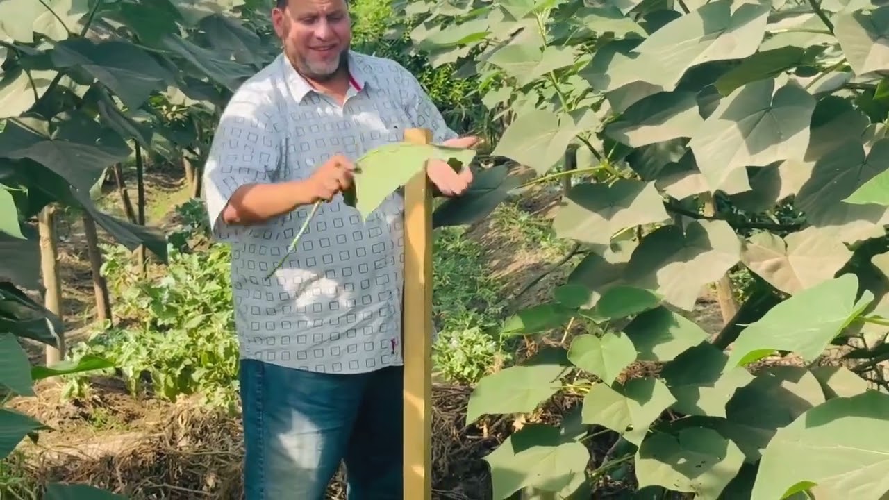 عيوب خشب الباولونيا خشب لين ؟ و لا خشب صلب ؟الجزء الاول من الفيديو الرابع