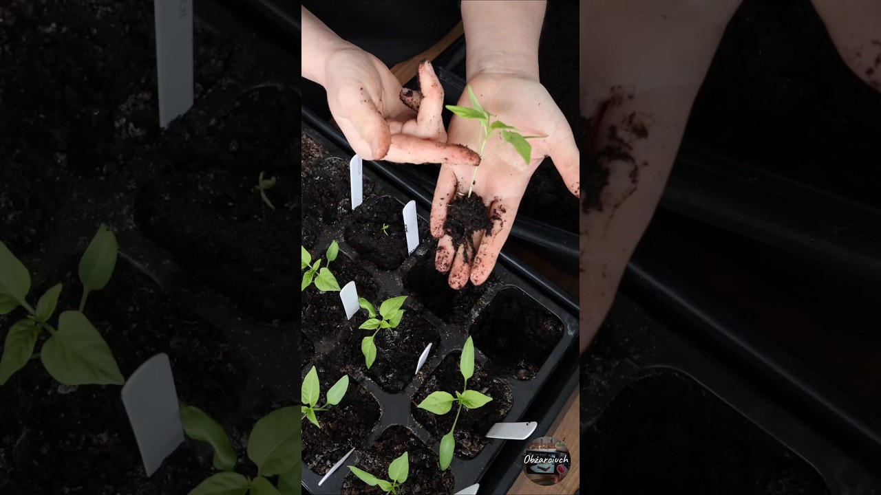 Pikowanie papryki: Zr&oacute;b to w ten spos&oacute;b, a korzenie eksplodują! 🌶