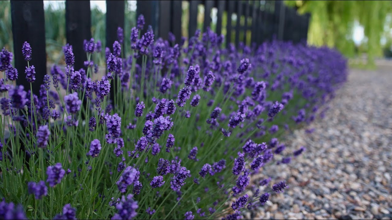 ‘Sweet Romance’ Lavender Update! 💜🙌// Garden Answer