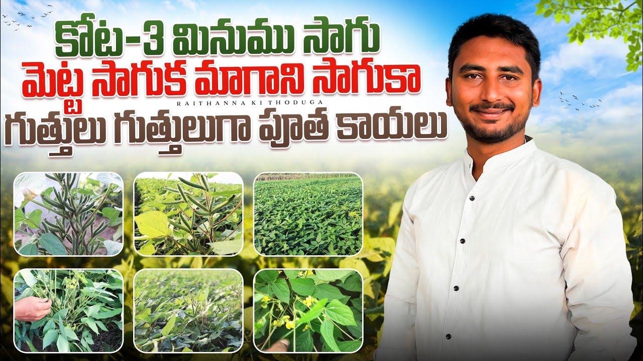కోట-3 మాటలకే కానీ చేతలకు కాదా Kota 3 black gram cultivation Raithannaki thoduga #kota3