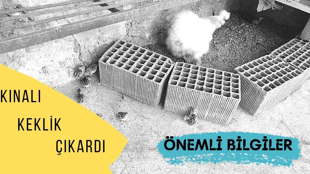 KEKLİK YAVRULARI ÇIKTI Mİ ? | Gurk Habeş Tavuğumuz| Yeni Bir Gurk Daha !!