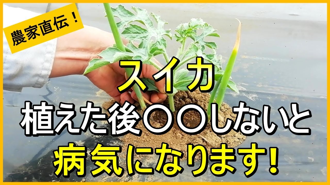 【スイカ栽培】炭疽病やアブラムシ対策、親づる摘芯など詳しく解説【有機農家直伝！無農薬で育てる家庭菜園】　25/4/26