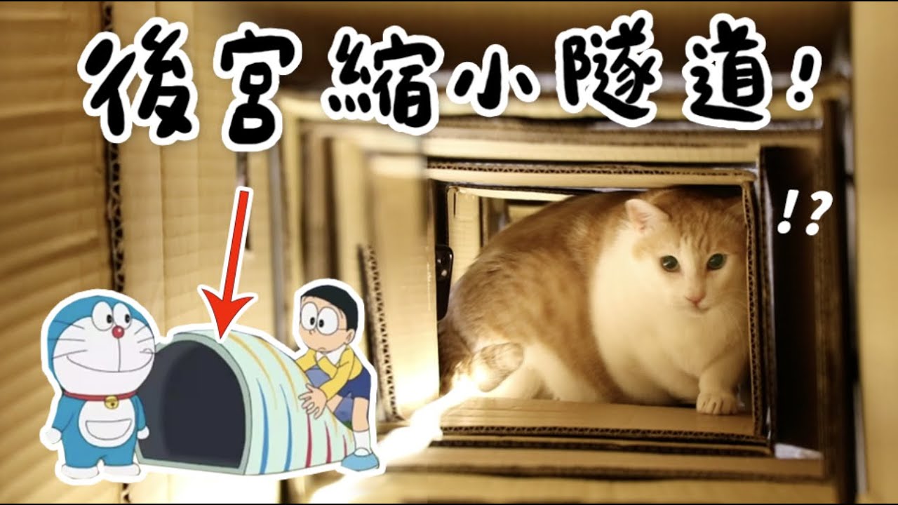 【黃阿瑪的後宮生活】後宮縮小隧道！胖貓也能過關的！
