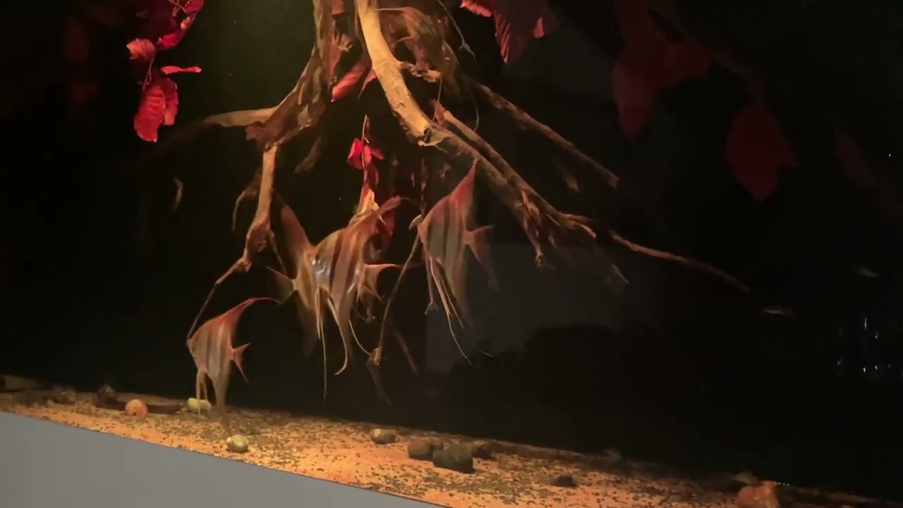 Rio Atabapo Altum F1 im Alter von 7 Monaten von Simon Forkel