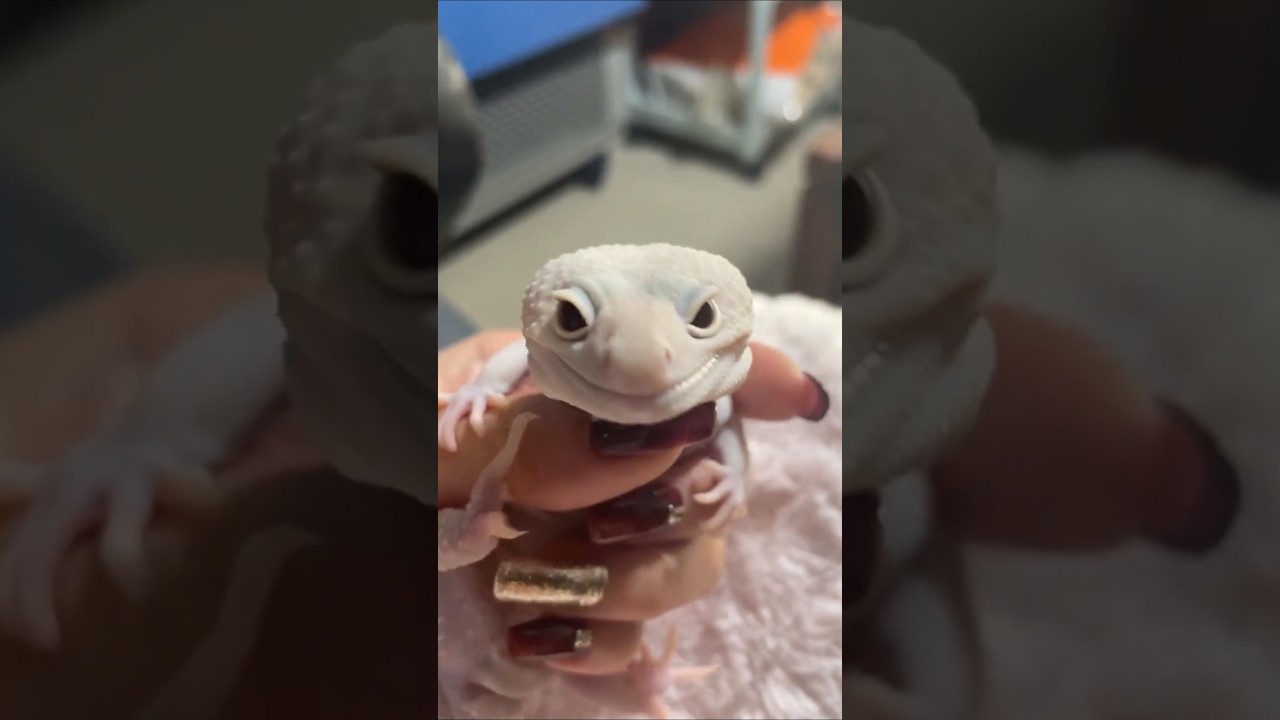 Can you understand the sounds made by leopard geckos? #gecko #leopard #lizard #reptiles #angry