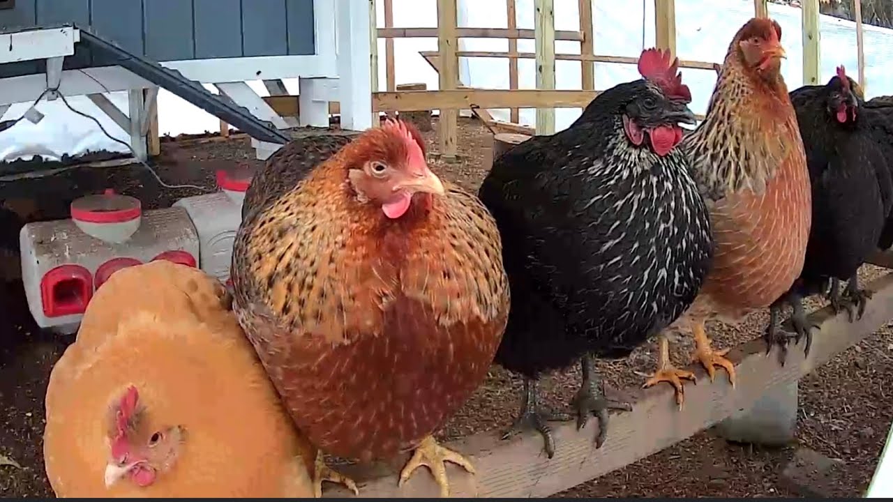 Lazy chickens relax on their outdoor perch