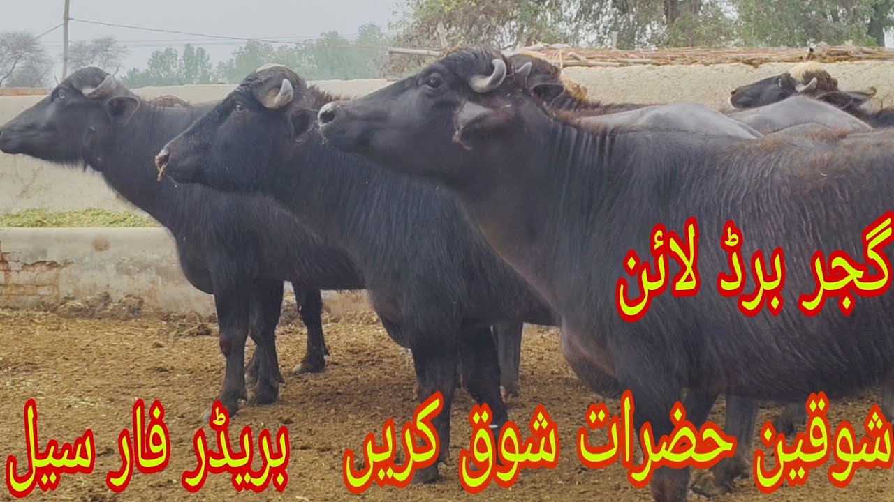 Watch piure Nili Ravi buffalo for sale 26.12026 sheraz Kharal 03054257727