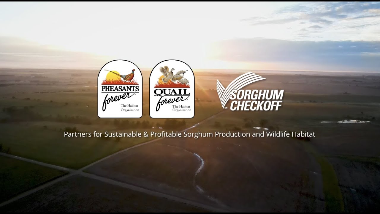 A Kansas Collaboration for Wildlife, Water, and Profitability: Sorghum for BIRDS