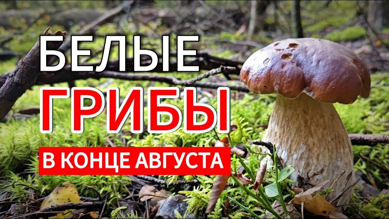Грибник в ШОКЕ от количества БЕЛЫХ ГРИБОВ в Подмосковном Ногинске в конце августа! Грибы 2025