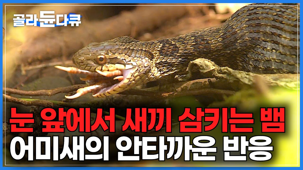 제주도 숲속, 정성스럽게 새끼를 돌보던 팔색조 앞에 뱀이 나타났다｜눈 앞에서 새끼 물어가는 뱀을 본 어미새의 반응｜다큐프라임｜#골라듄다큐