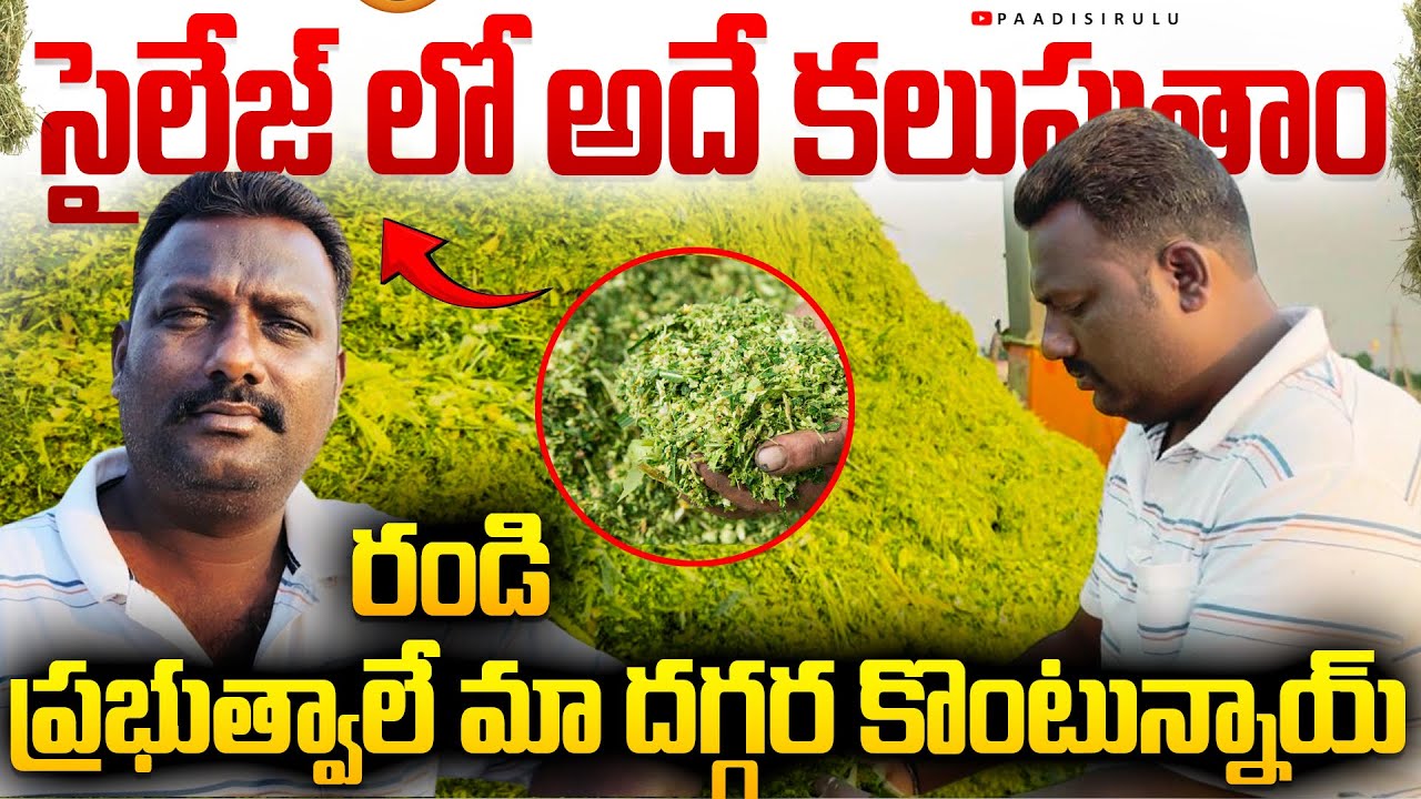 వాడడం తెలియక సైలేజ్ ని పాలు వాసన వస్తున్నాయి అంటారు 🤯🤷🏻‍♂️🌽#silage #padmavathi feeds #wetfeed 