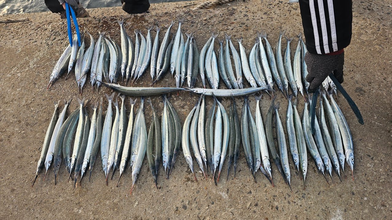 임호방파제옆 방파제!!(바람은 극복하는것이다)~~!! #fishing #바다낚시 #학꽁치낚시 #맞바람극복