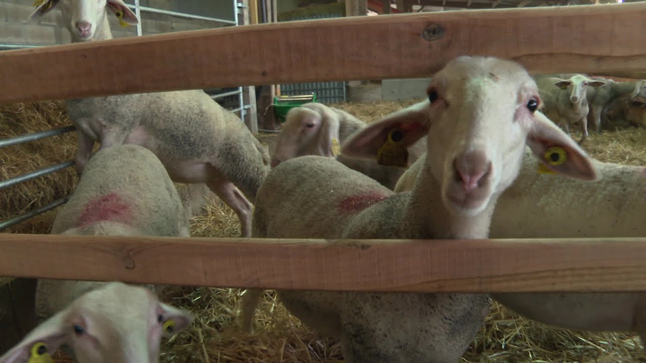 Itinéraire bis à Sèvres-Anxaumont dans la Vienne