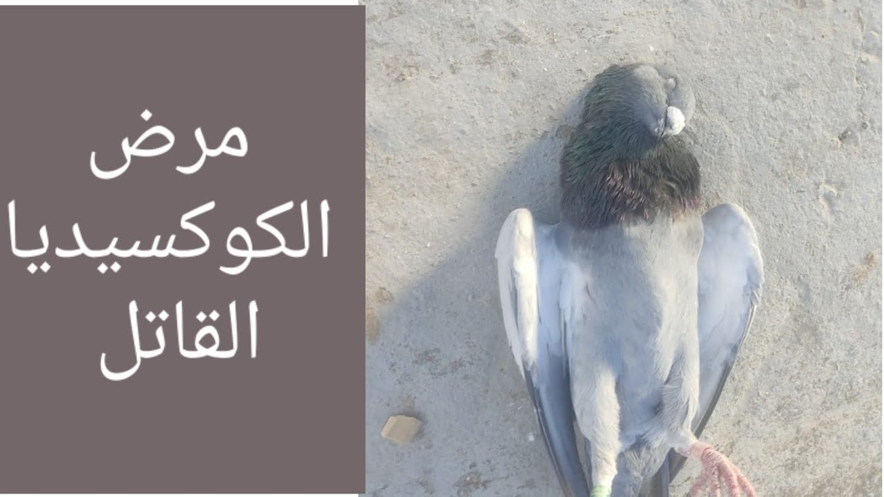 شاهد علاج حمامة مريضة بمرض الكوكسيديا القاتل والتخلص منها نهائيا 2022.