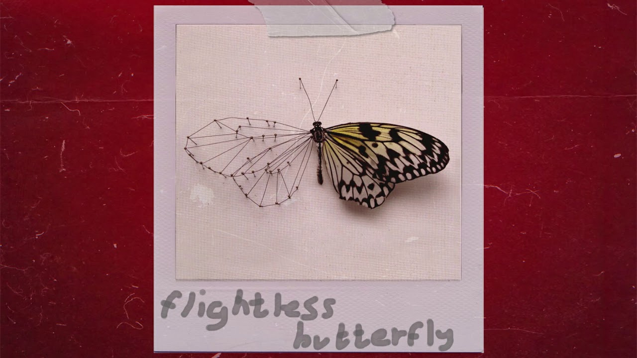 seedee - flightless butterfly