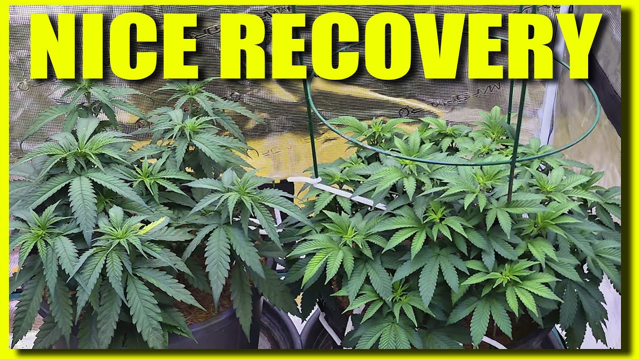 NICE RECOVERY - (Black Domina & Cherry Kush CBD) in the MARSHYDRO 5x5 under FC8000 & ADLITE
