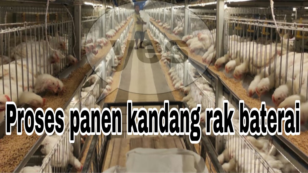 Proses panen kandang rak baterai tanpa sekam umur 31 hari Bobot 2.1 kg up