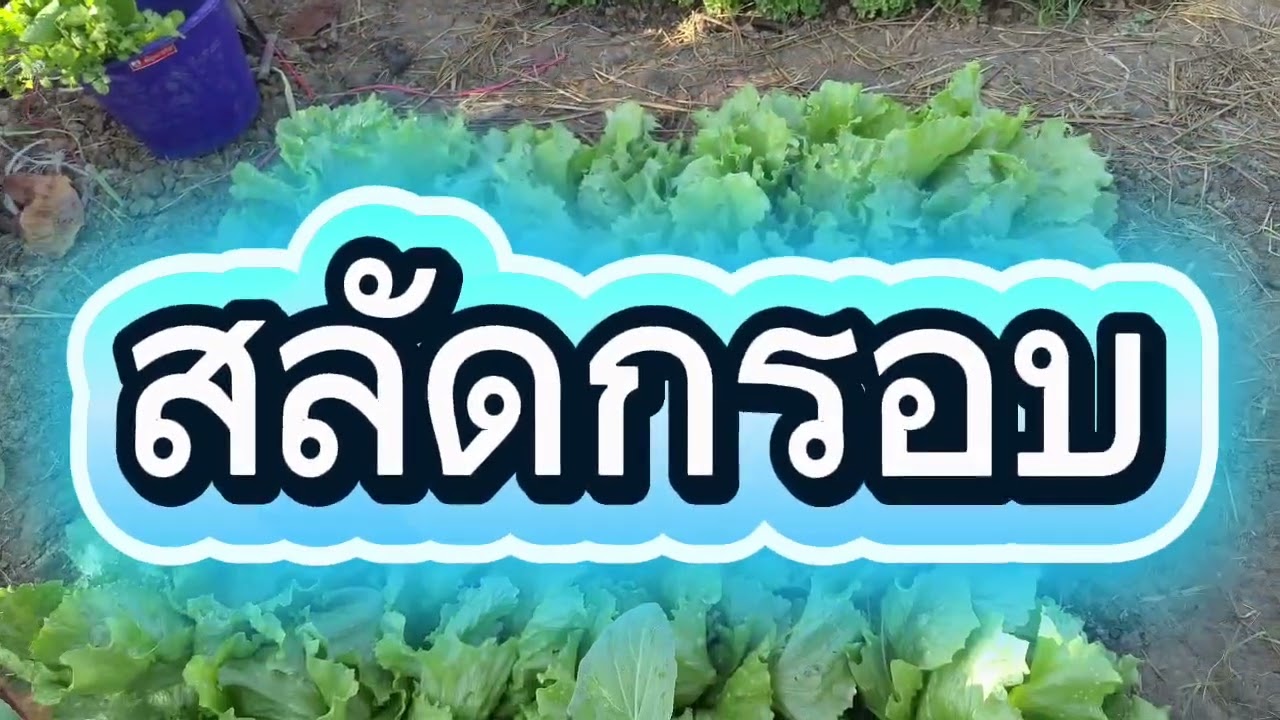 #Ep 240 สวัสค่ะ วันนี้จะพาพี่น้องมาชมสวนผัก # ผัก ปลอดสาร#คลายเครียด 