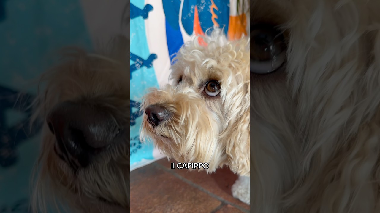 Il CAPIPPO ❄️ #chico #divertente #canedivertente #cane #funny