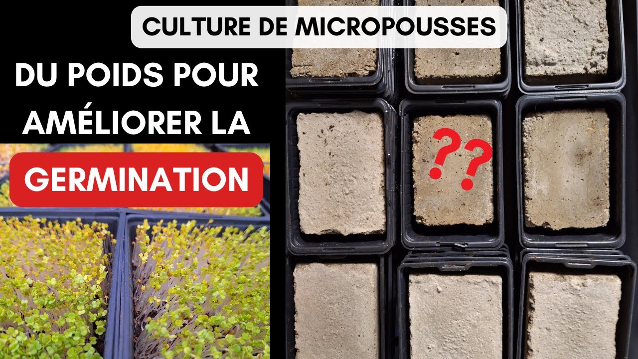 Faut-il mettre du poids pour améliorer la germination des micro pousses ?