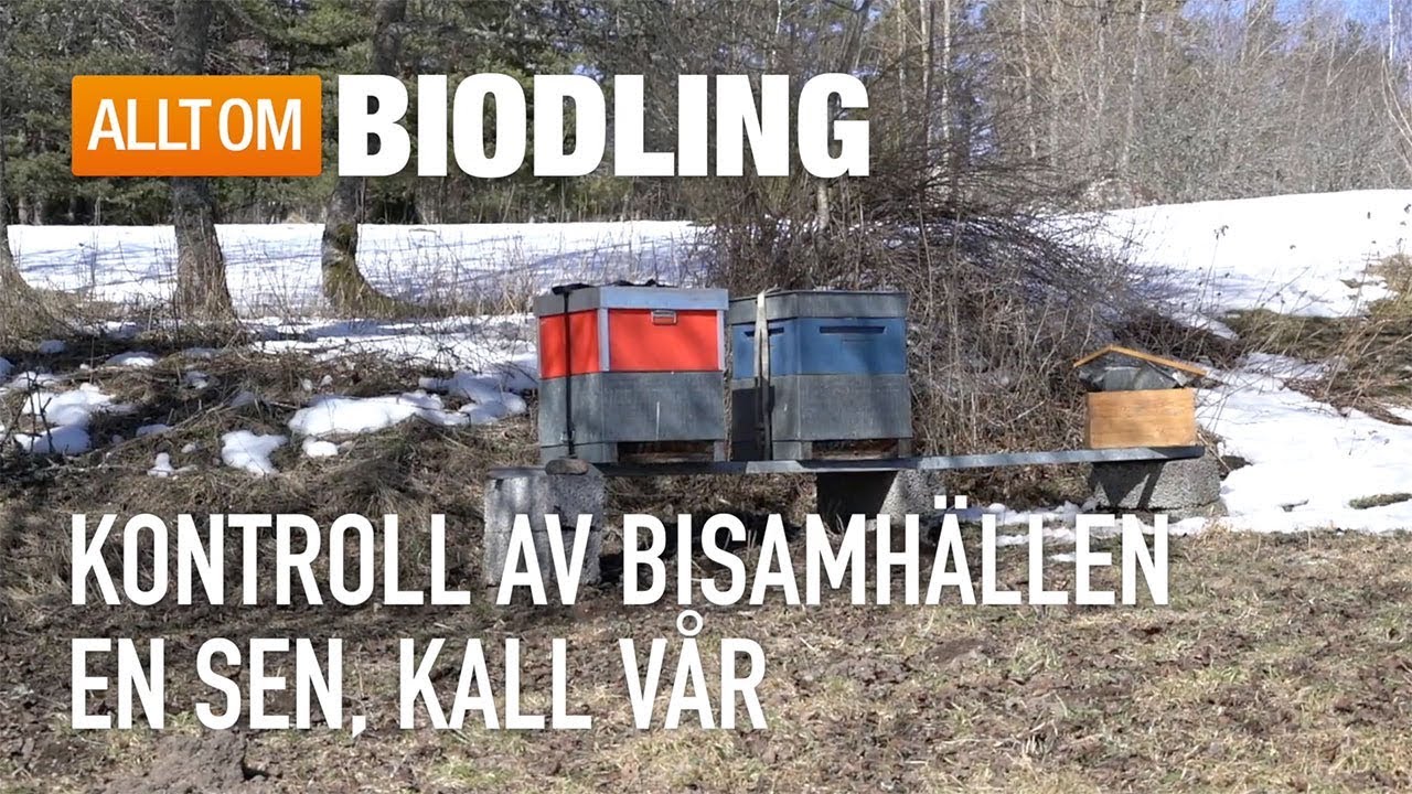 Kontroll av bisamhällen en sen, kall vår - Biodling