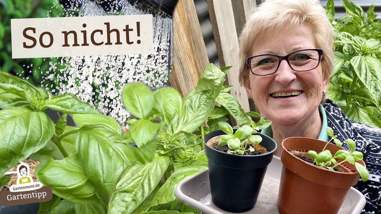 F&uuml;r ein bessere Basilikum-Ernte: So gie&szlig;t du richtig (und vermeidest typische Fehler)