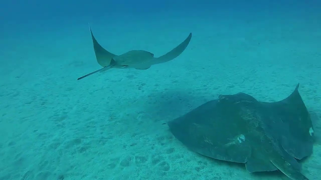 DREAM DIVE VIDEO - Frédéric THOLLET - Canaries -Tenerife - Las Galletas - 10-2022