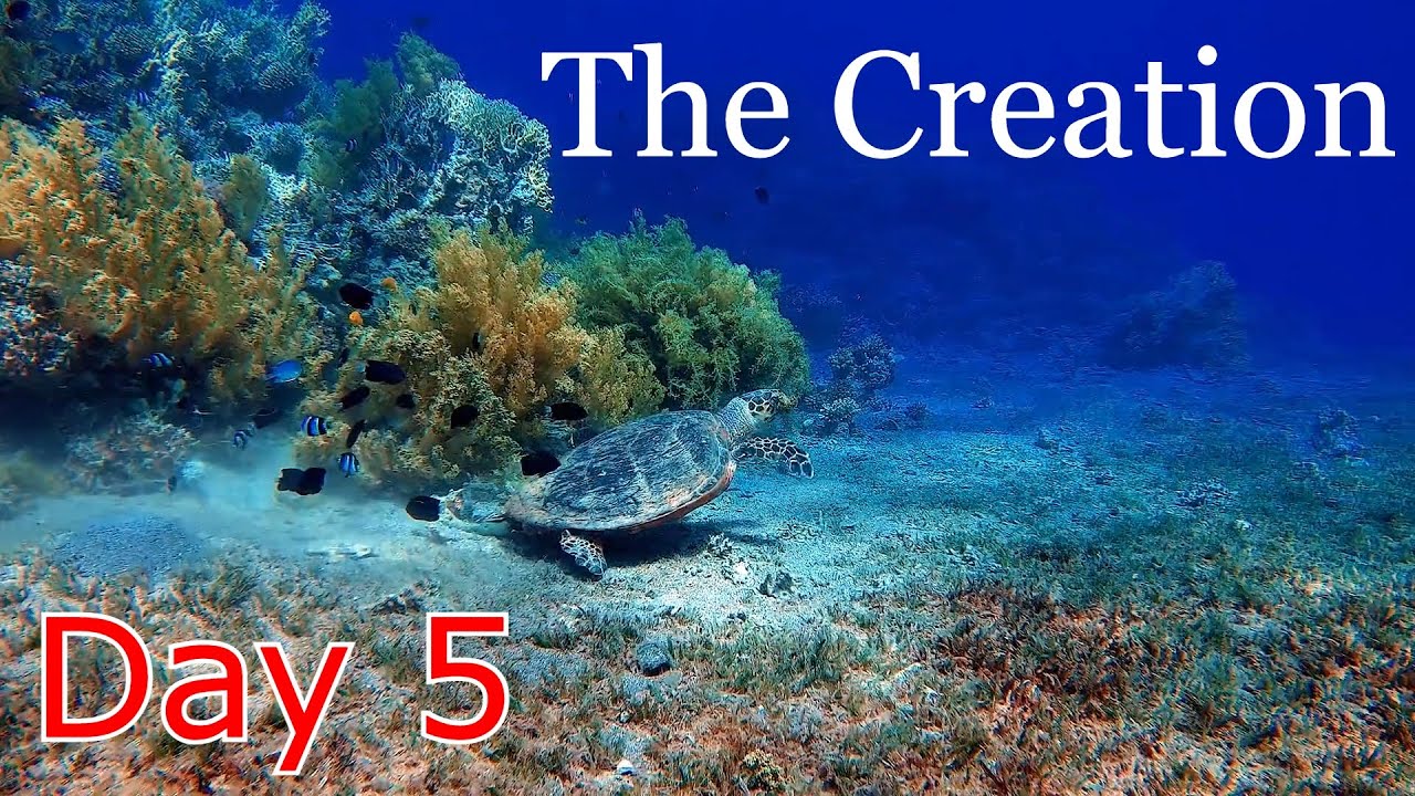 The Creation series day 5