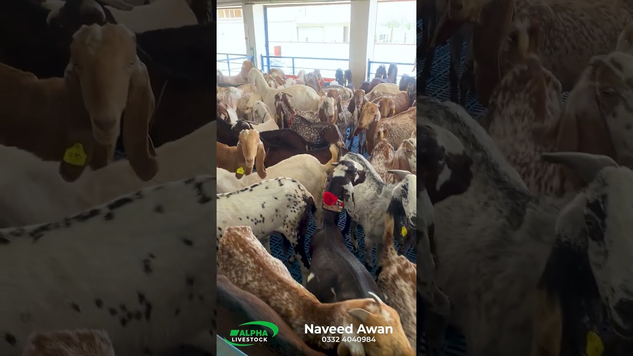Goats Feeding in Line | Alpha Livestock Feeding System