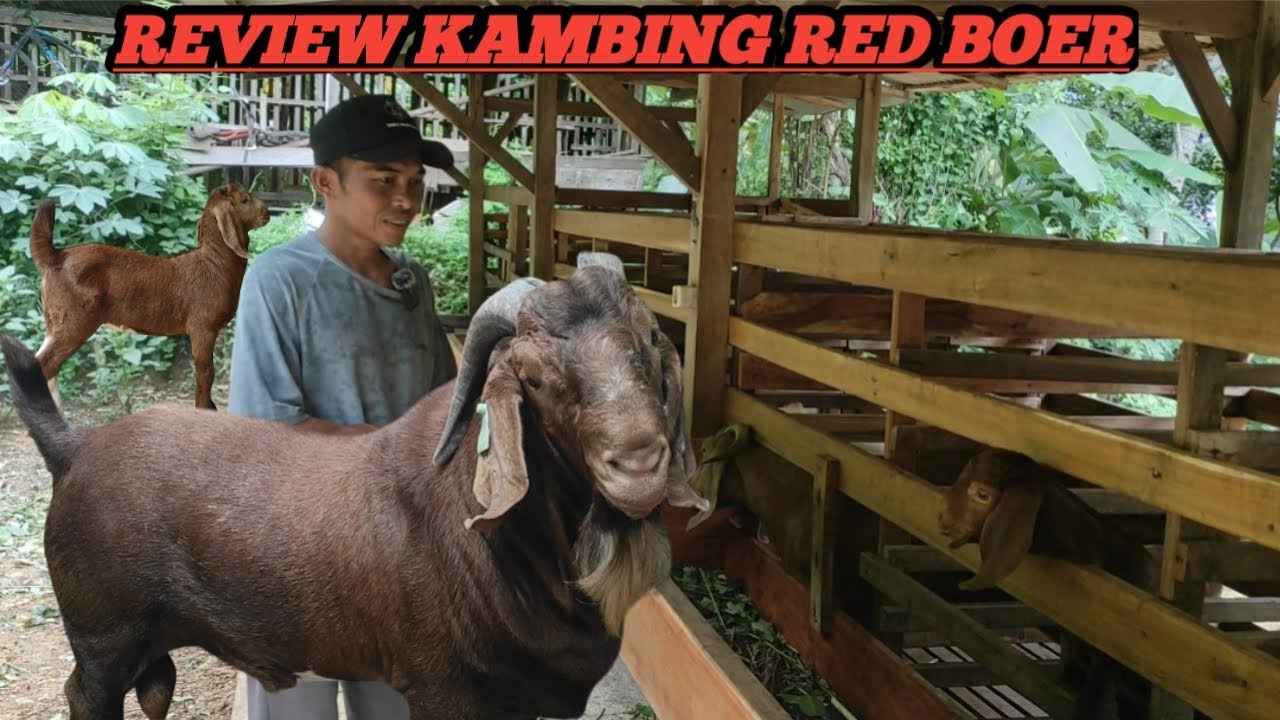 REVIEW ANAK KAN KAMBING RED BOER, BIBIT KAMBING RED BOER @alekbudisantoso9048