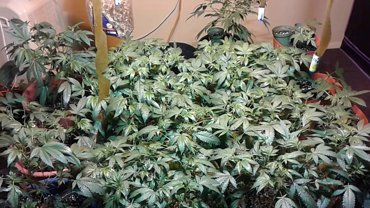 How to grow short bushy plants VOLCANO-ING SERIES(FBG) PURPLE ALIEN