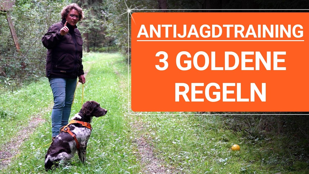 💥🚨🐶 Antijagdtraining leicht gemacht 👉 Die 3 GOLDENEN Regeln! 🐶💥✔️