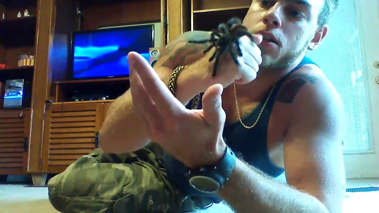 Metallic Pink Toe Tarantula JUMPING!