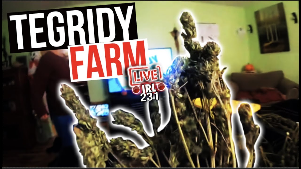 Tegridy Farms IRL (Trimming Hemp on Ananda Farms)