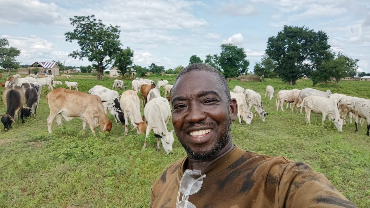 This season is profitable for livestock farmers | Free grazing 