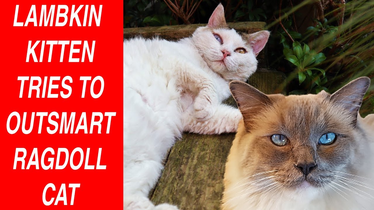 Котенок Ламбкин пытается перехитрить кота Ragdoll