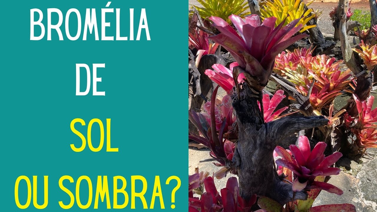 VIAJANDO E CONHECENDO PLANTAS: Conheça uma floricultura gigante e seu Bromeliário