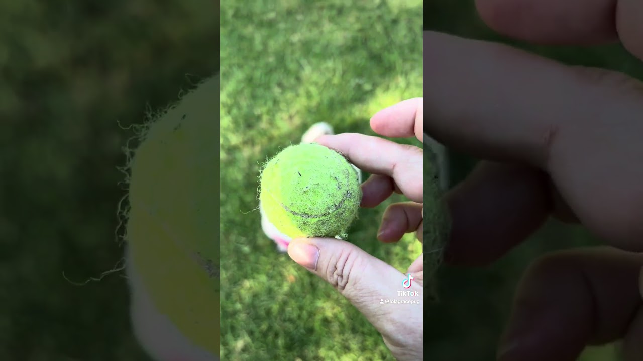 Lola says &ldquo;throw the ball! Throw the ball!&rdquo;