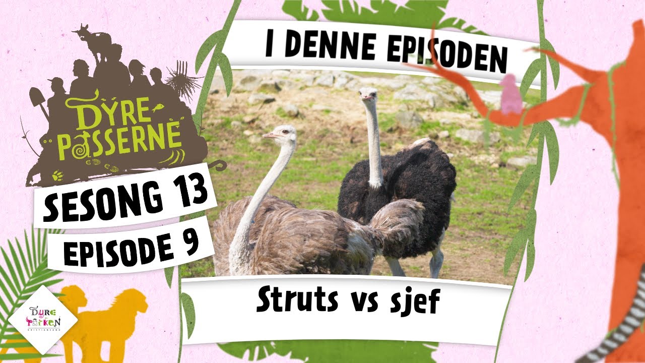 STRUTS VS SJEF | Dyrepasserne 2024