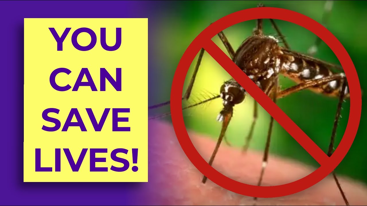 How to Stop The Deadliest Animal on Earth