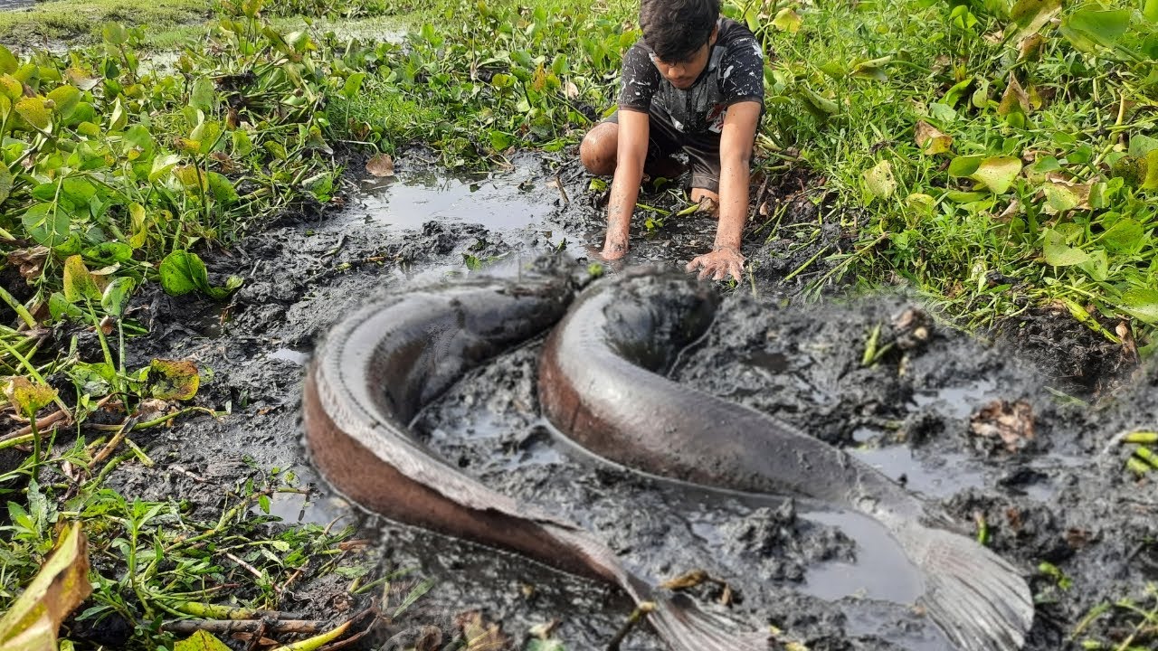Big Hand Fishing.  Village Boy Catch  Catfish By Remove Water Hyacinth In River.