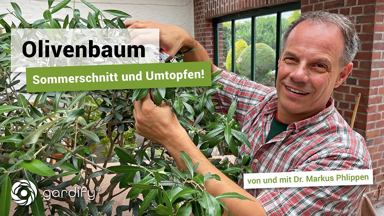Olivenbaum: Sommerschnitt und Umtopfen, Dünger, Gießen | gardify Tipps