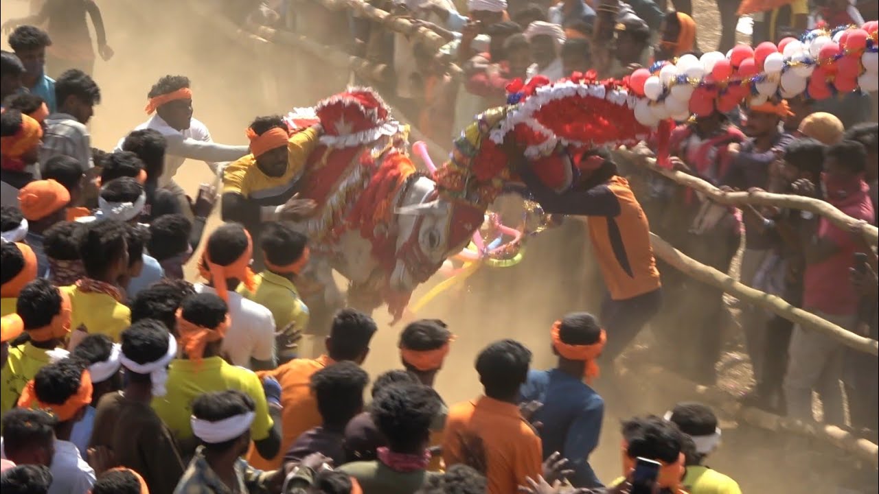 Haveri horihabba 2025| Top pp Bulls of Karnataka #jallikattu #horihabba