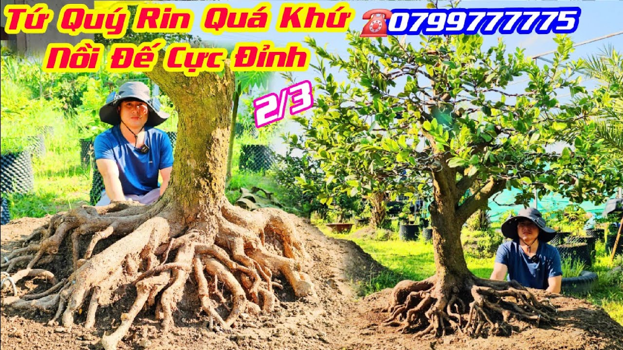 #Tính_0799777775, Chào Bán 2/3, Mai Tứ Quý Rin Chi Cành Nhạo, Quá Khứ Nồi Đế Cực  Đỉnh /@cscantho