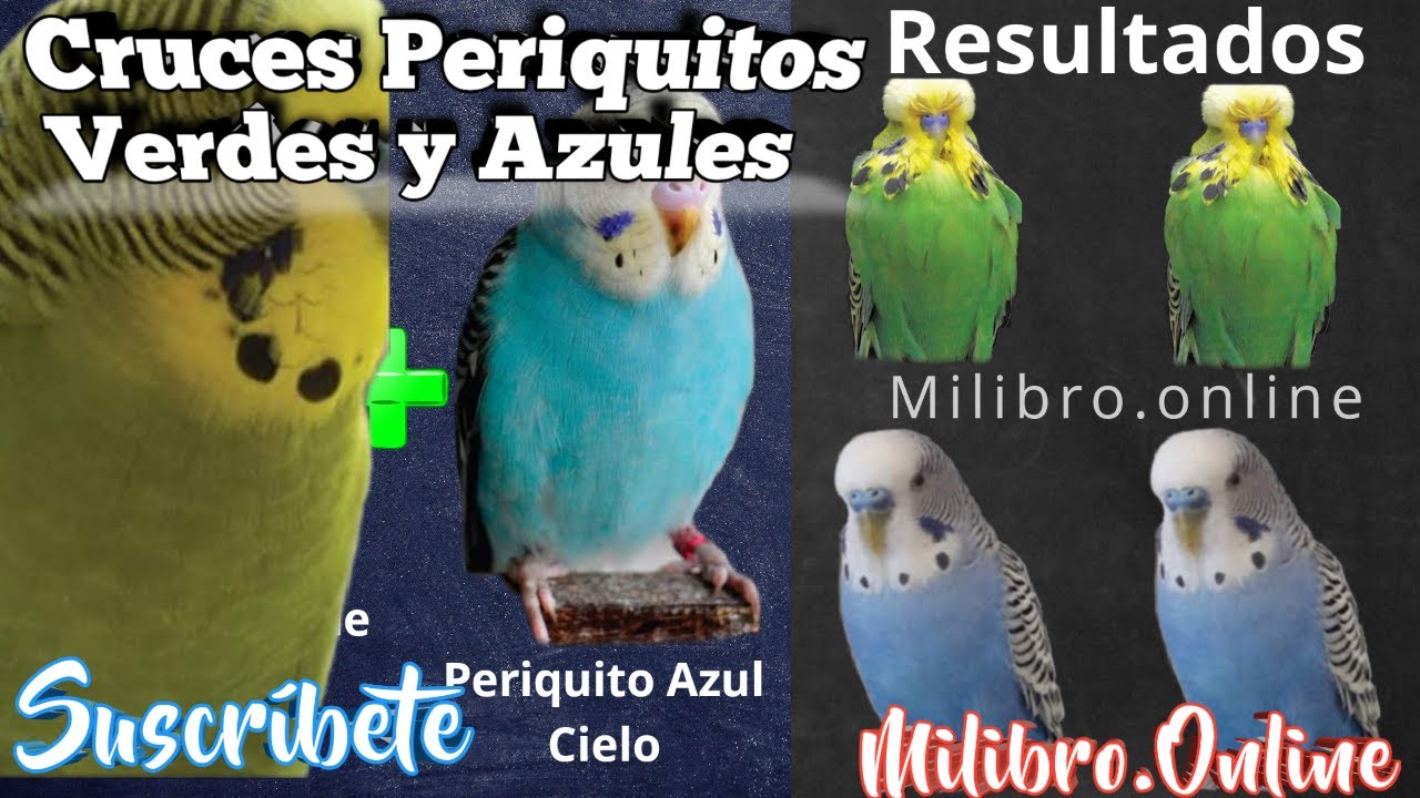 Periquitos Verdes y Azules / 🎨 Cruces Factores de oscuridad
