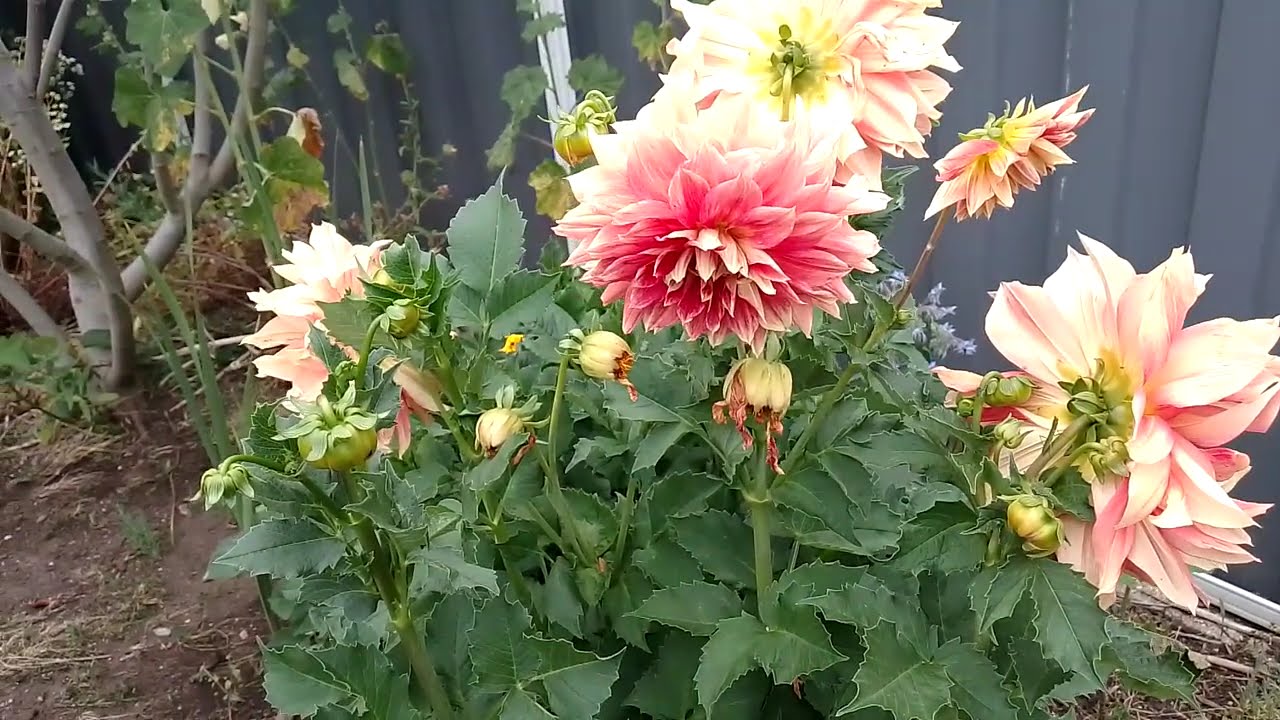 Jan 2025 - Garden Walk - Roses, Dahlias and Lilies