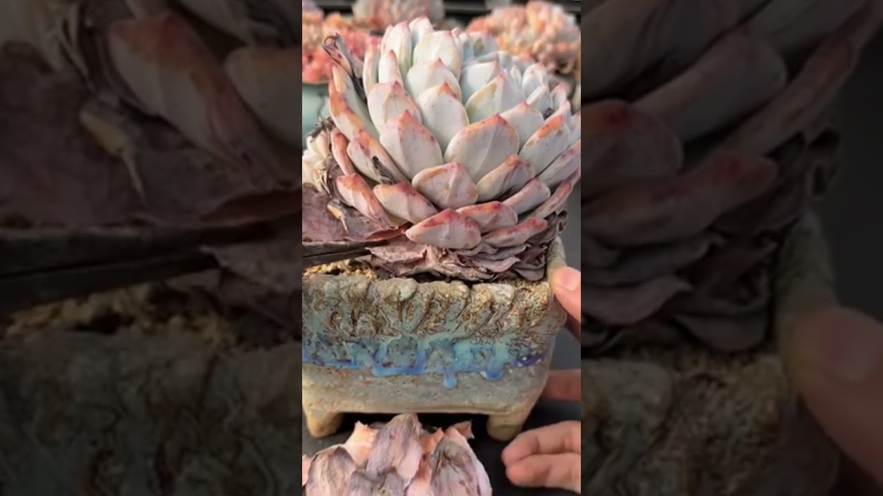 Succulent Care Routine You Need 🌵 | Simple Steps for Perfect Plants