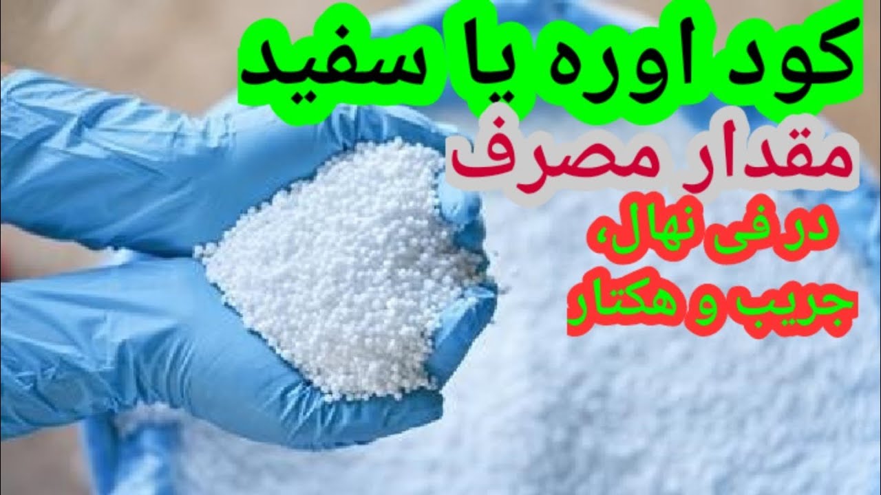 مقدار مصرف کود سفید یا اوره در یک هکتار | مقدار مصرف کود سفید در یک نهال | روش مصر کود اوره | اوره
