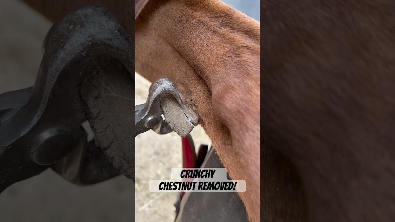 Horse needs its crunchy chestnut removed by a farrier ! #horse #asmr #oddlysatisfying #animal